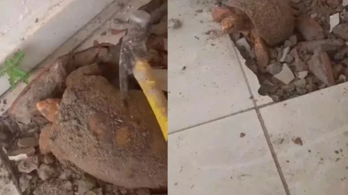 O jabuti tem deformidades no casco, deficiência nutricional e intolerância à luz solar