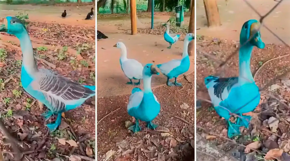 Aves ficaram azuis após vazamento de corante e ONG luta para desintoxicar os animais