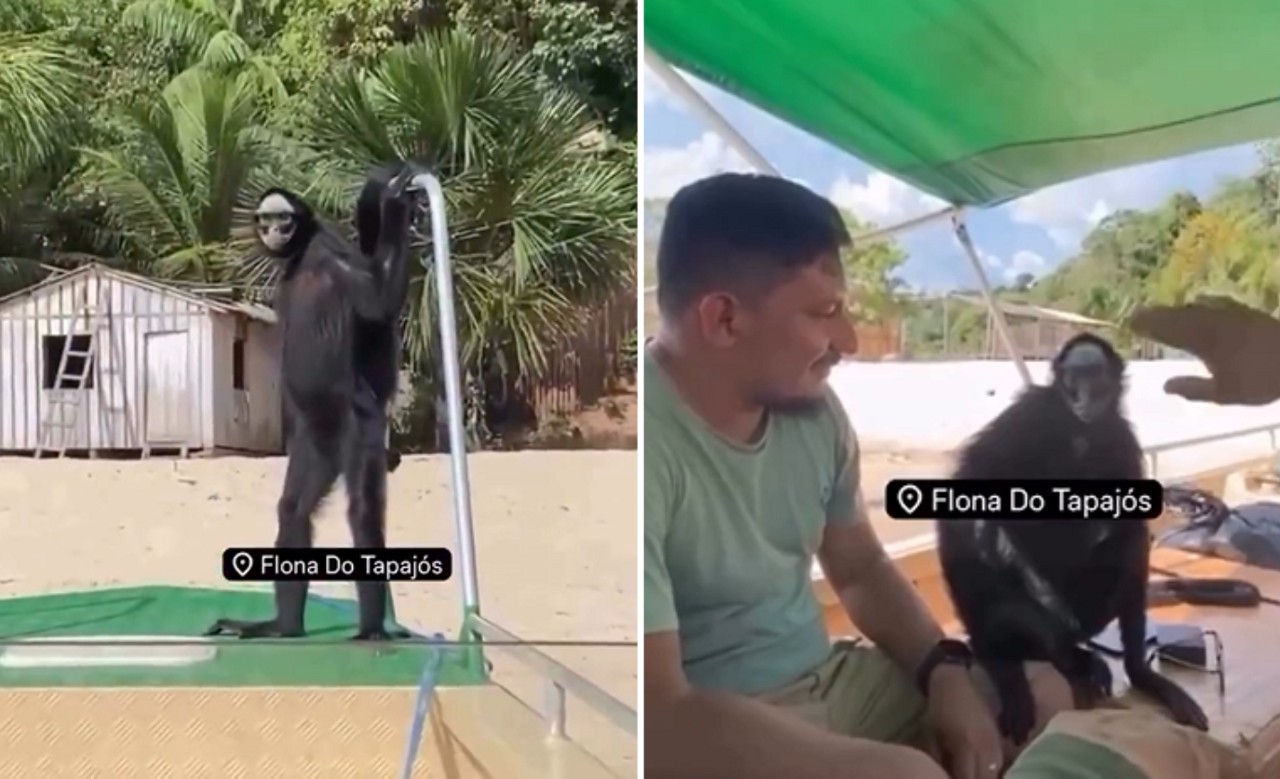 Durante o encontro, os ocupantes da embarcação permaneceram imóveis para não assustar o animal silvestre, que respondeu com comportamento amigável