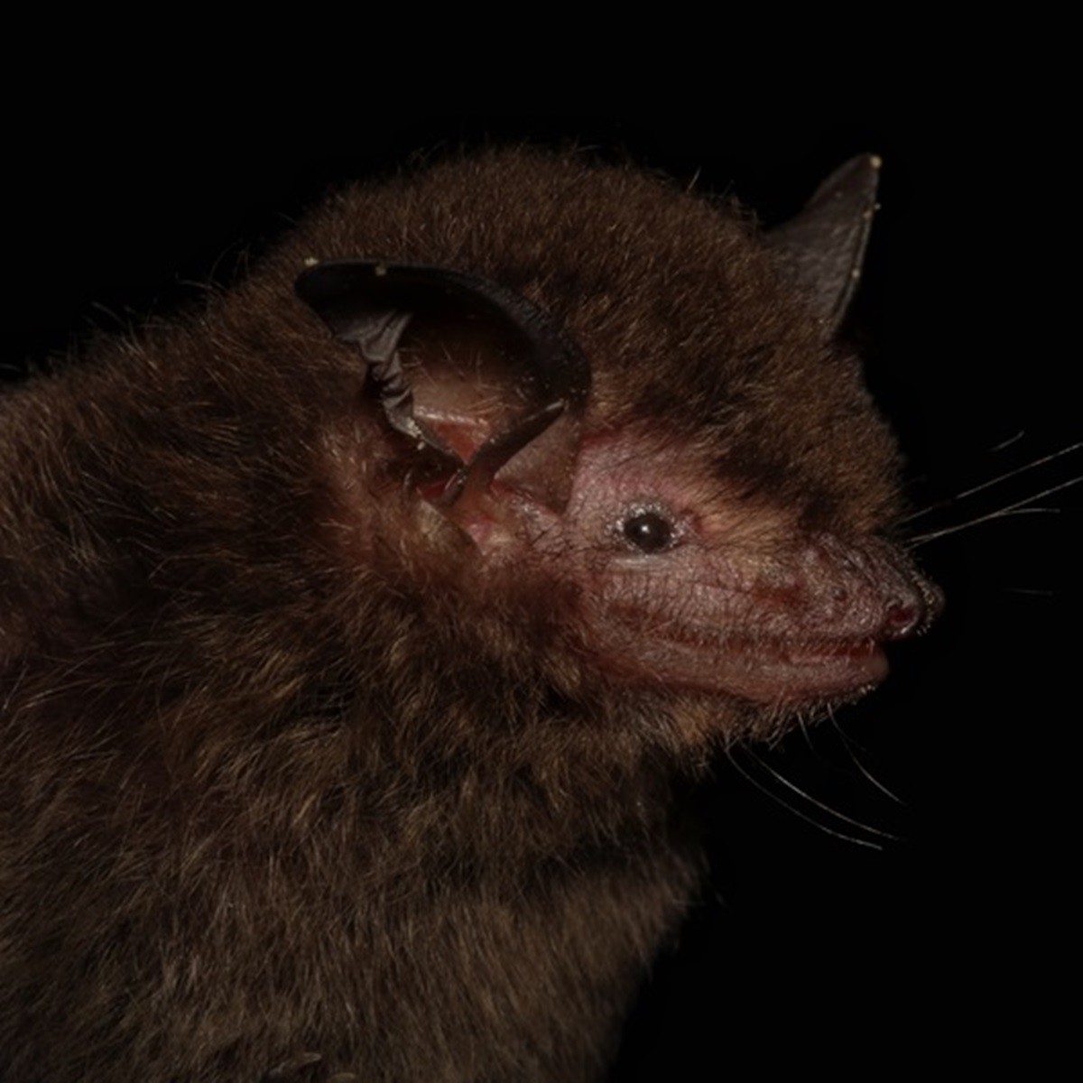 Myotis guarani é o nome científico escolhido para uma nova espécie de morcego descoberta por pesquisadores 