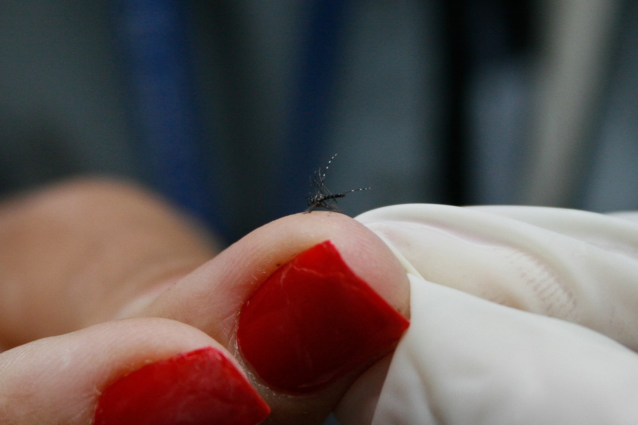 Arboviroses são transmitidas por meio da picada do mosquito Aedes aegypti