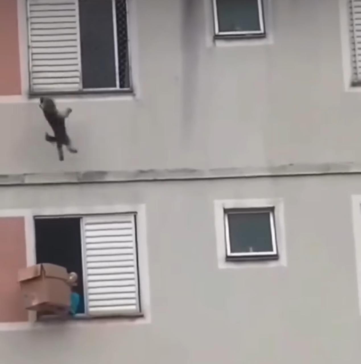 Mulher usou caixa de papelão para salvar cachorro que caiu da janela de um apartamento 