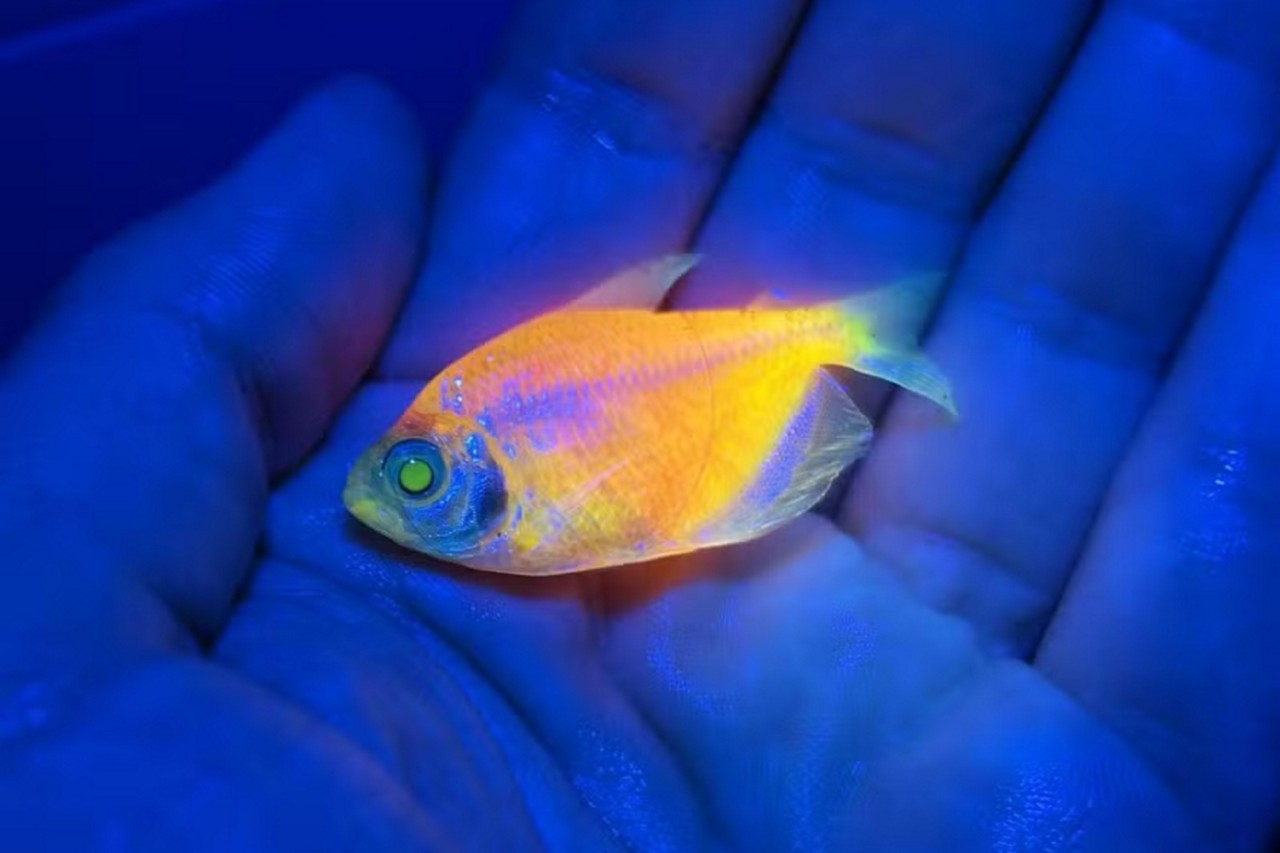 Comércio de peixes modificados para brilhar sob luz ultravioleta é alvo de operação do Ibama