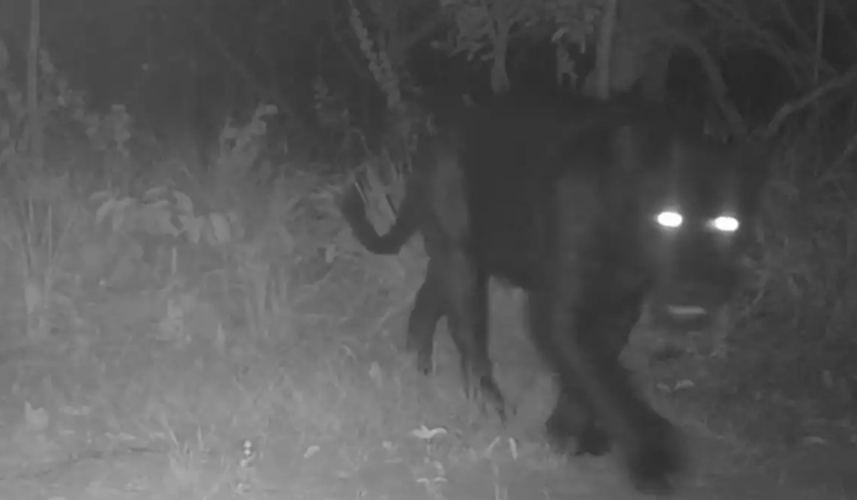 Onça-preta foi vista pela primeira vez na Reserva Natural Serra do Tombador, em Cavalcante, Goiás