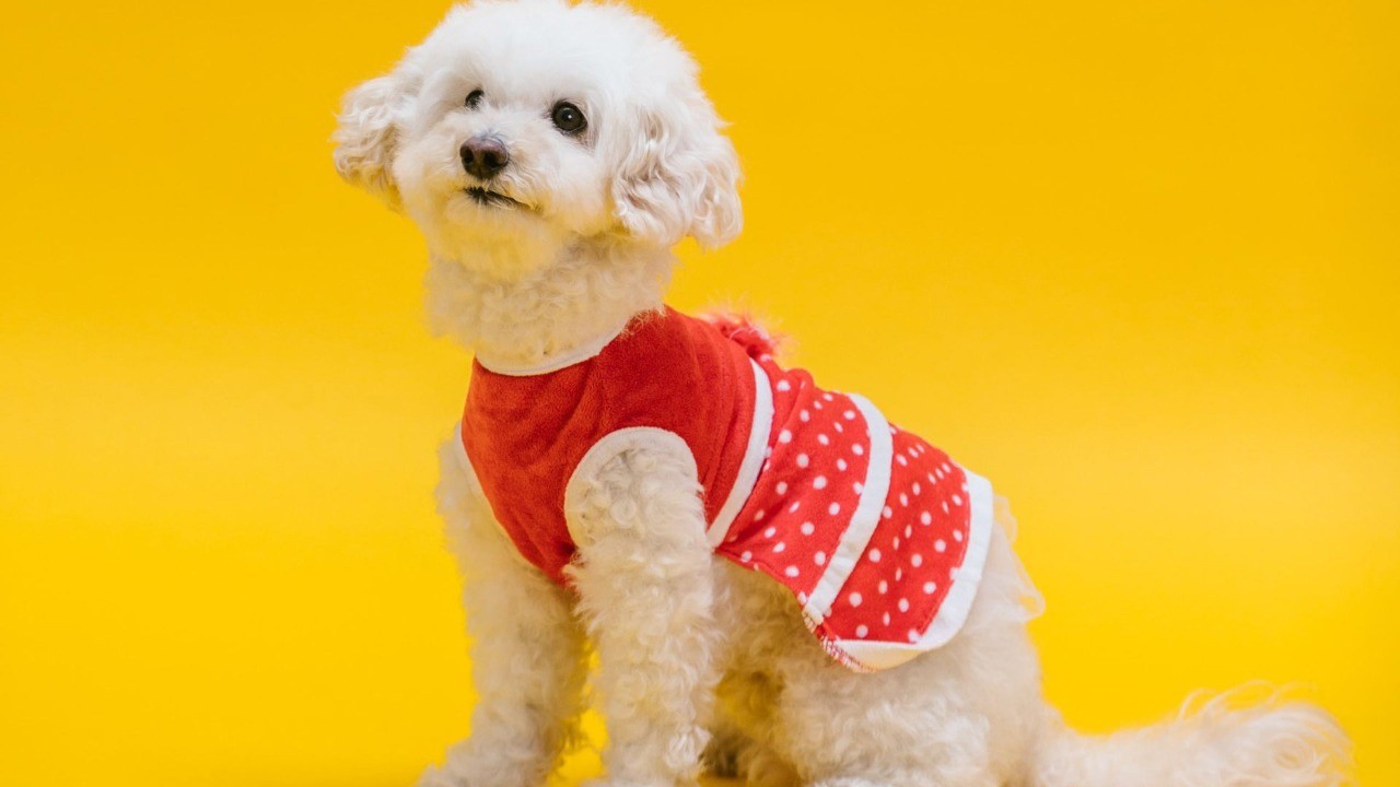 Outubro Rosa Pet: veterinário recomenda que cadelas e gatas façam avaliação das mamas a cada seis meses, após o primeiro cio