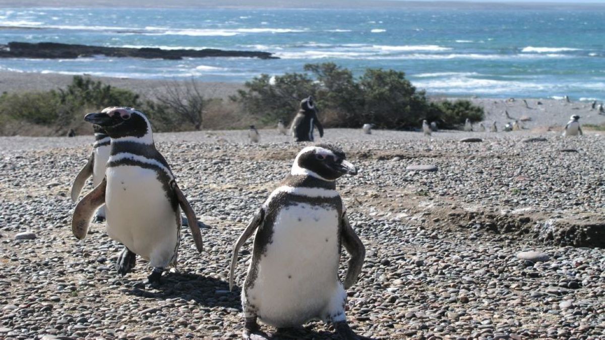 O pinguim-de-Magalhães se reproduz em ilhas da Patagônia
