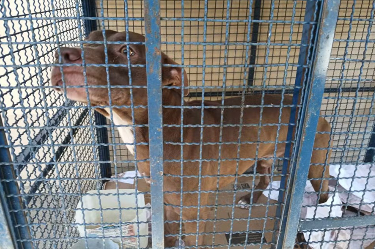 O cachorro foi recolhido pelo Centro de Controle de Zoonoses
