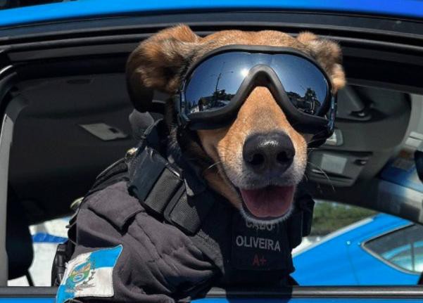 PM adota vira-lata caramelo, o batiza de Cabo Oliveira e cão faz sucesso