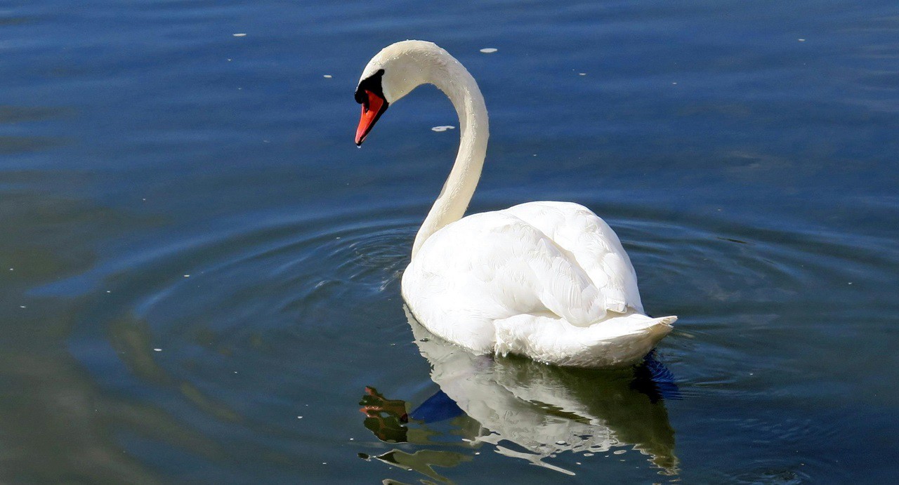 Cisnes e patos morreram por gripe aviária no Rio Grande do Sul, confirma Mapa
