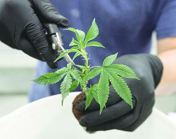 Uso medicinal. Substâncias encontradas na maconha podem ajudar no tratamento de várias doenças