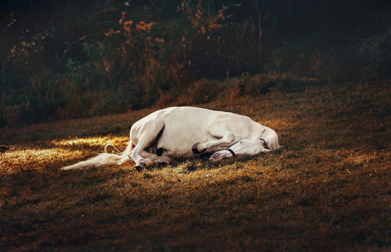 Cavalo morre após tentar correr assustado com som de fogos de artifício. Imagem ilustrativa