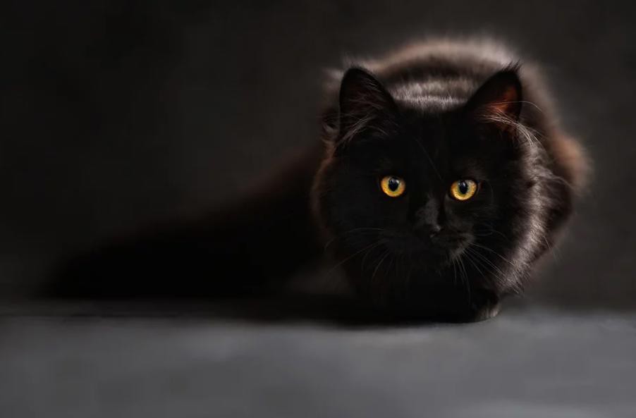 Nas sextas 13, gatos pretos podem sofrer maus tratos