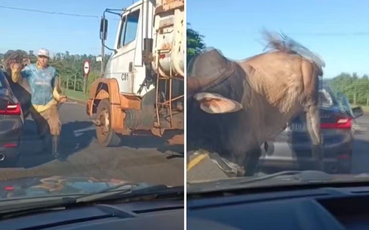 Touro saltou sobre carros em Ribeirão Preto 
