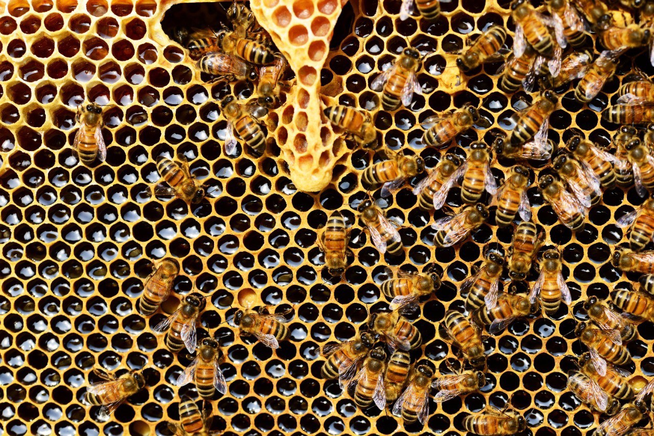 Algumas das espécies de abelhas traficadas estão em ameaça de extinção
