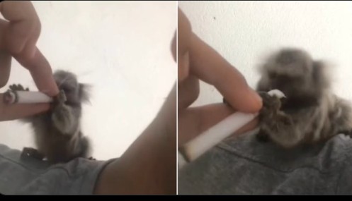 Homem fez vídeo dando um cigarro de maconha para o sagui