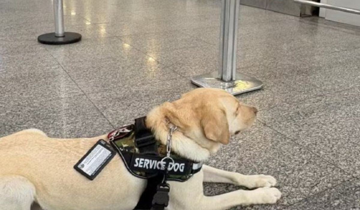 Cão voaria para Portugal, mas foi impedido pela cia aérea