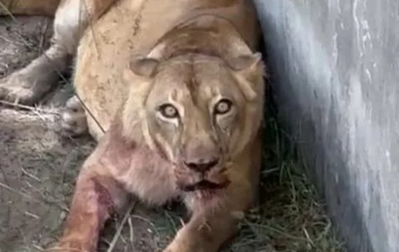 Homem invade jaula de leões e é morto por leoa em zoológico: víde