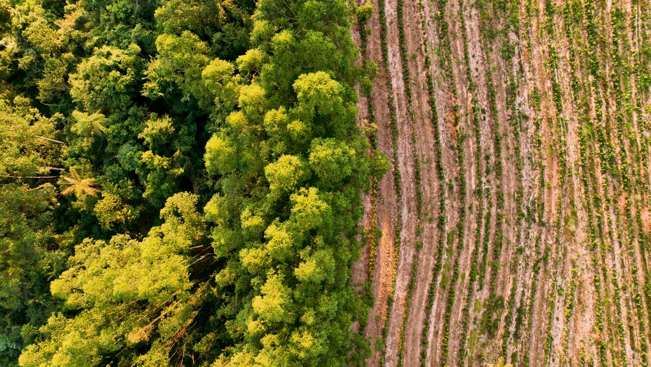Deforestation eucalyptus trees field at rural landscape. Nature preservation. Farming scenery. Rural scenery. Top view of eucalyptus forest trees scenery. Environment outdoor. Rural landscape.