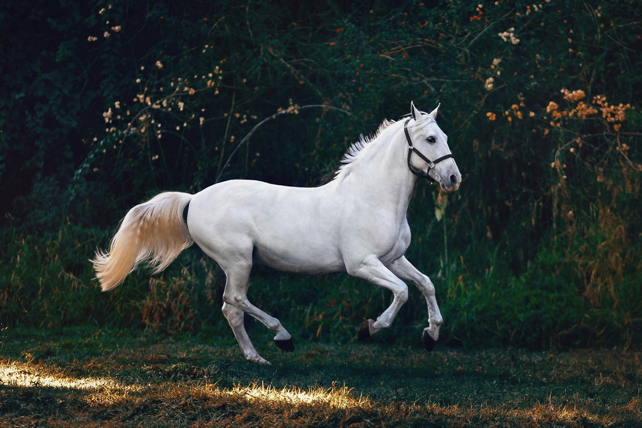 Signo do cavalo