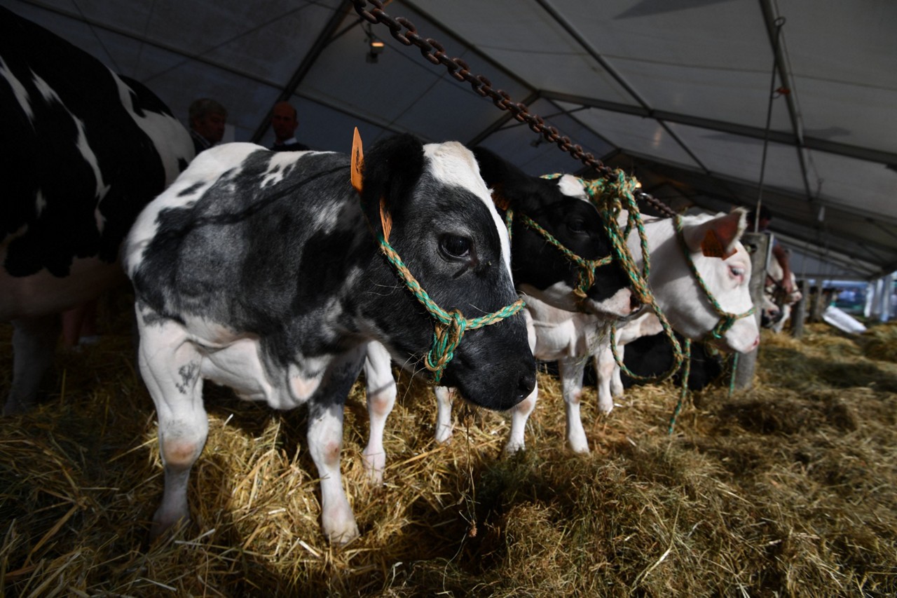 Animal da raça Belgian Blue é visto durante a feira agrícola ao ar livre de Libramont, na Bélgica.