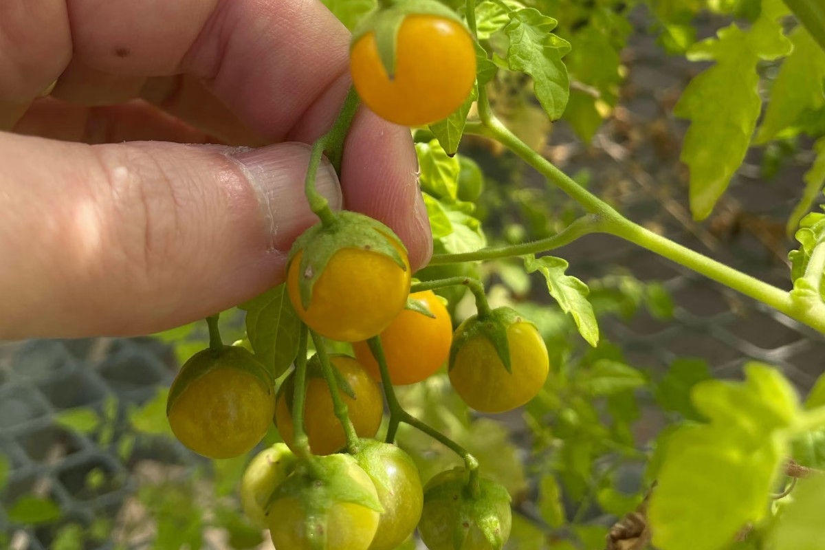 Os tomates das ilhas mais jovens do arquipélago equatoriano desenvolveram defesas químicas semelhantes às encontradas em berinjelas, não em tomates modernos