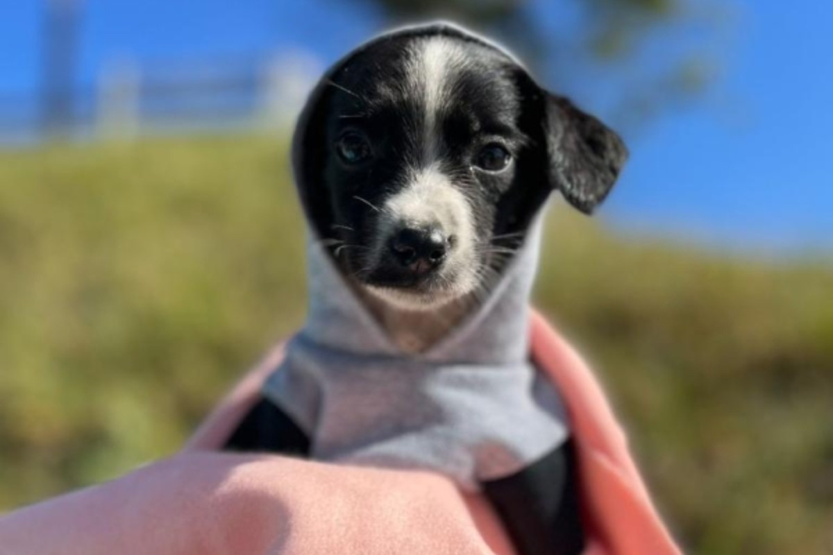 Imagem ilustrativa de cão vestindo um moletom e usando um cobertor
