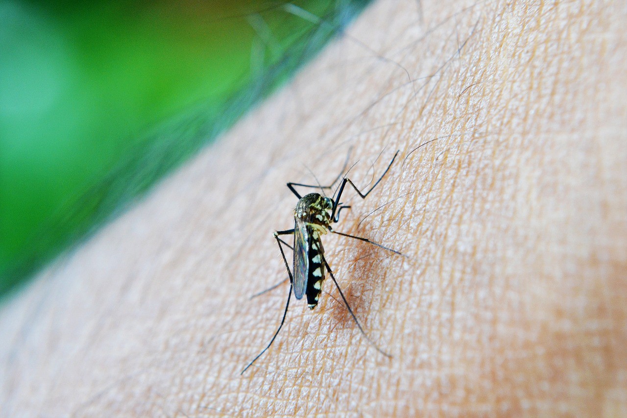 Imagem de Aedes aegypti