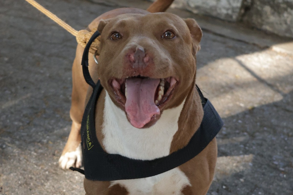Cinco machos e quatro fêmeas da raça pit-bull ou mestiços aguardam por um lar na sede da Sepa
