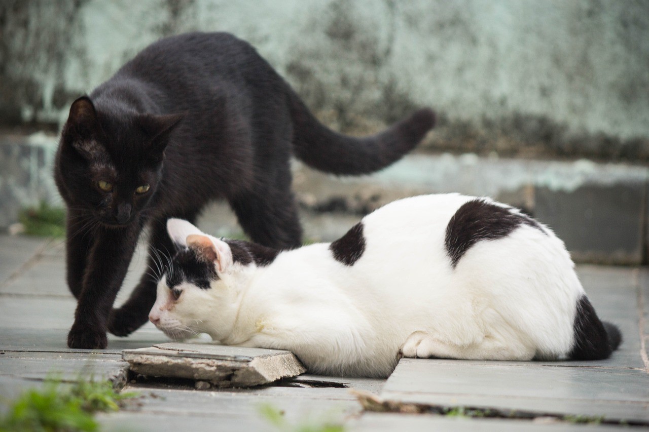 Som característico dos gatos ocorre em uma frequência de 25 a 30 Hertz.