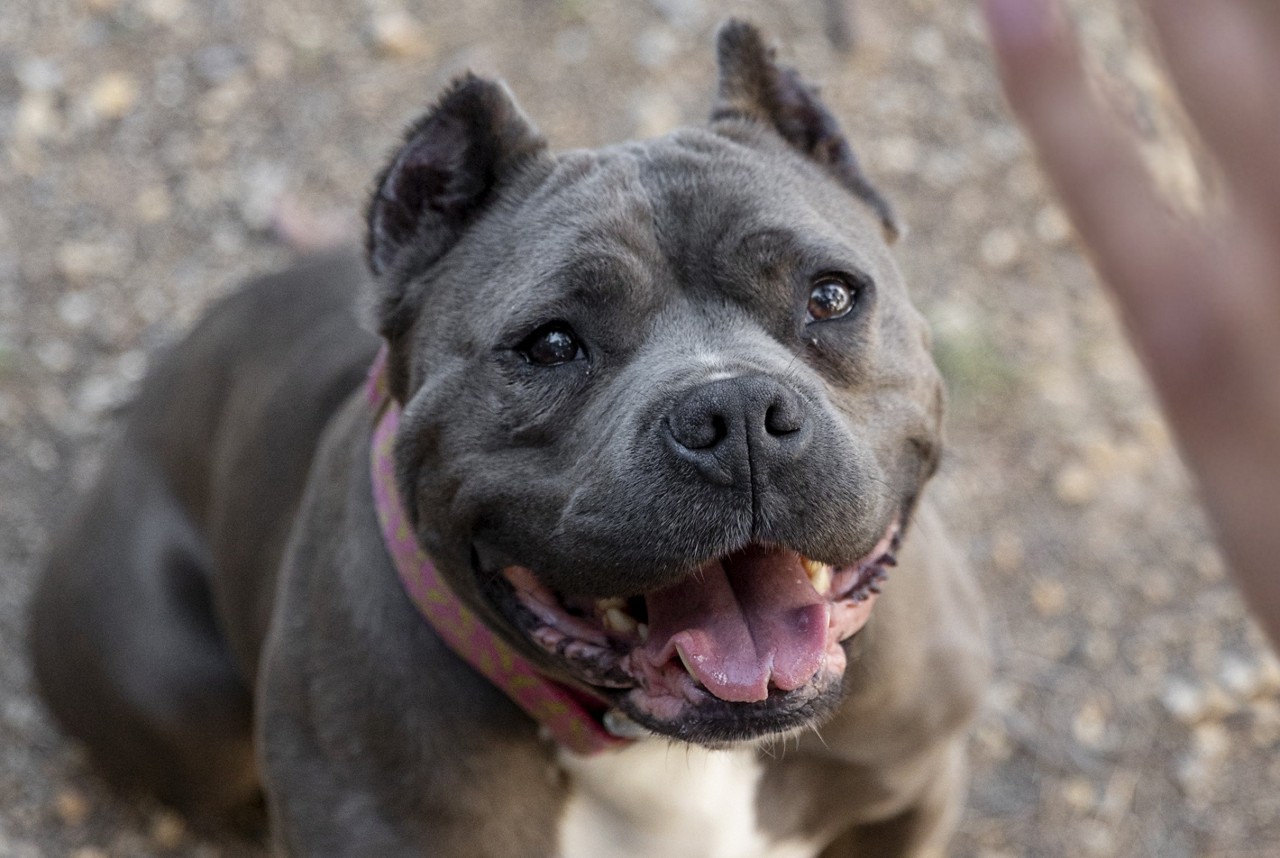 Itabira quer proibir criação de pitbulls, mas lei estadual que inspira o projeto segue sem regulamentação e fiscalização efetiva