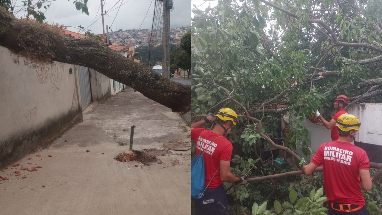 Árvore foi recolhida na manhã desta quinta-feira, 10 de outubro