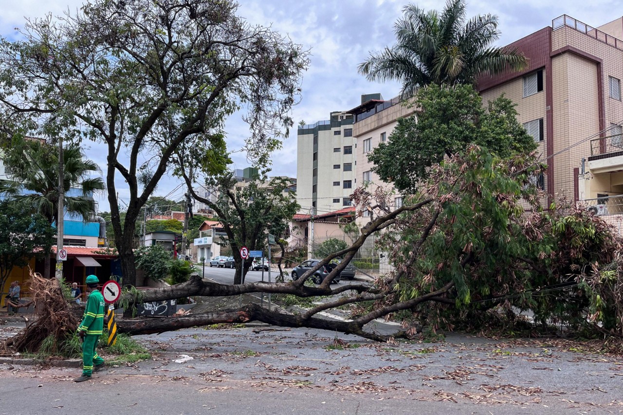 Árvore interditou rua no Coração Eucarístico