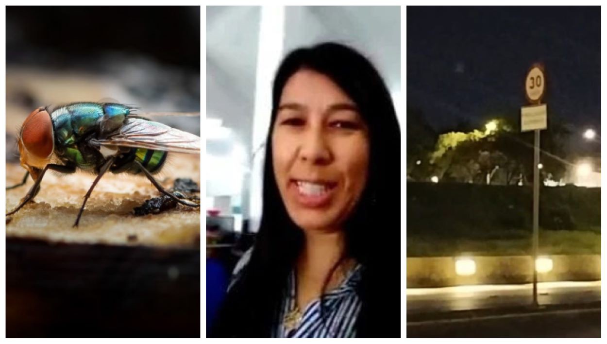 Mosca do lixo que transmite tuberculose em BH, caixões vazios no lugar de vítimas da Covid-19 e Falso radar de 30 km/h na barragem da Pampulha: algumas das fake news relembradas nesse 1º de abril

