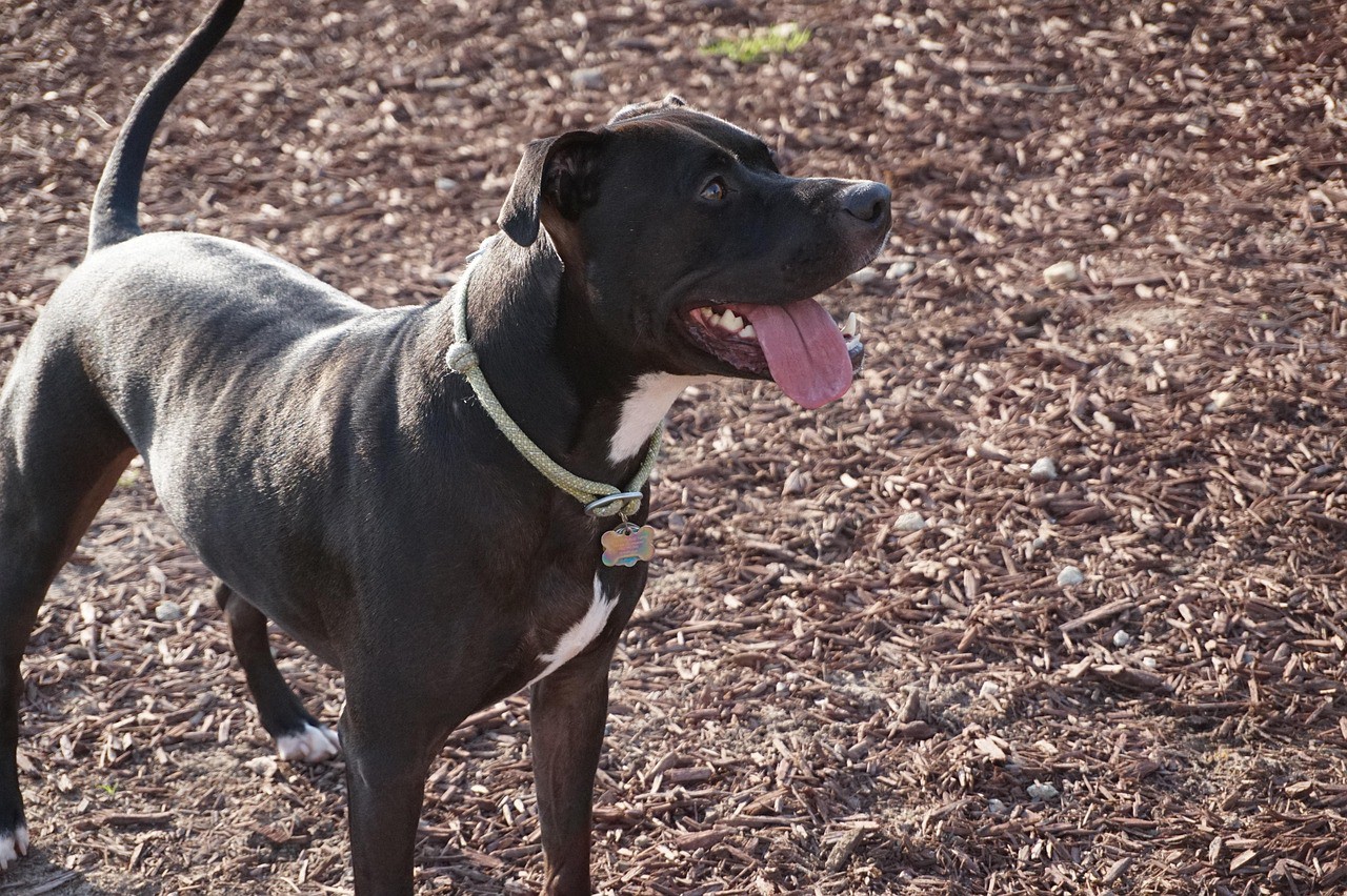 Menina de 12 anos foi mordida pelo próprio cão, da raça pitbull, ao tentar separar briga (imagem ilustrativa)