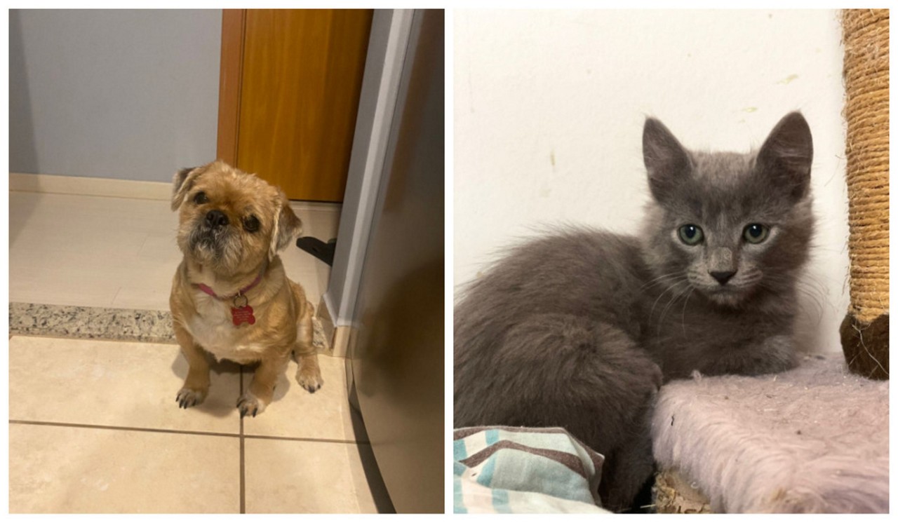 Cães e gatos, tanto filhotes quanto adultos, estarão disponíveis