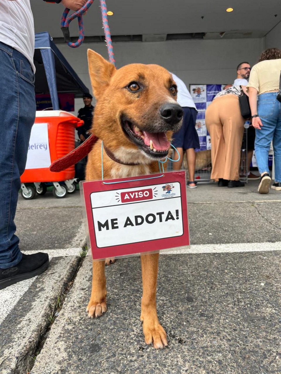 Feira já proporcionou a adoção de mais de 50 animais
