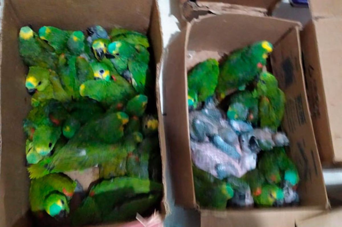 Entre as espécies apreendidas estavam exemplares do Papagaio-Verdadeiro 