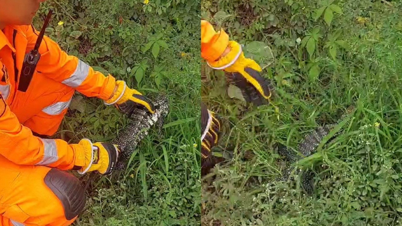 Teiú foi capturado pelos bombeiros, sendo liberado em área de mata
