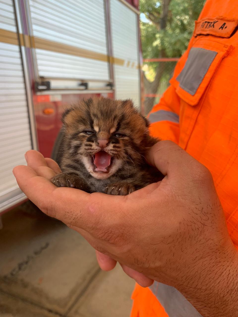 Um morador capturou o felino e o entregou aos bombeiros
