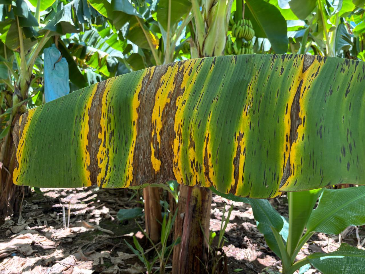 Foco da Sigatoka Negra foi identificado em uma propriedade no município de Jaíba, no Norte de MG