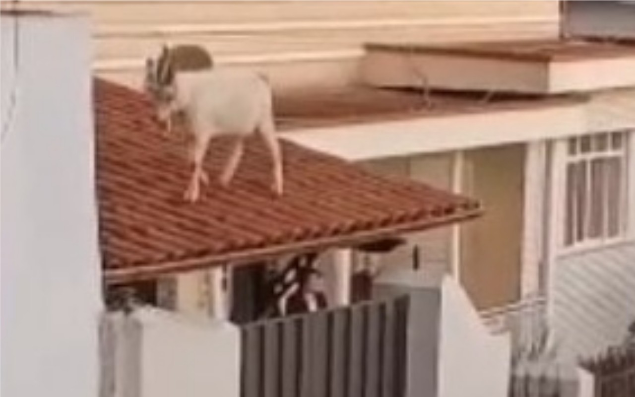 Bode foi retirado do telhado pelos bombeiros de Barbacena