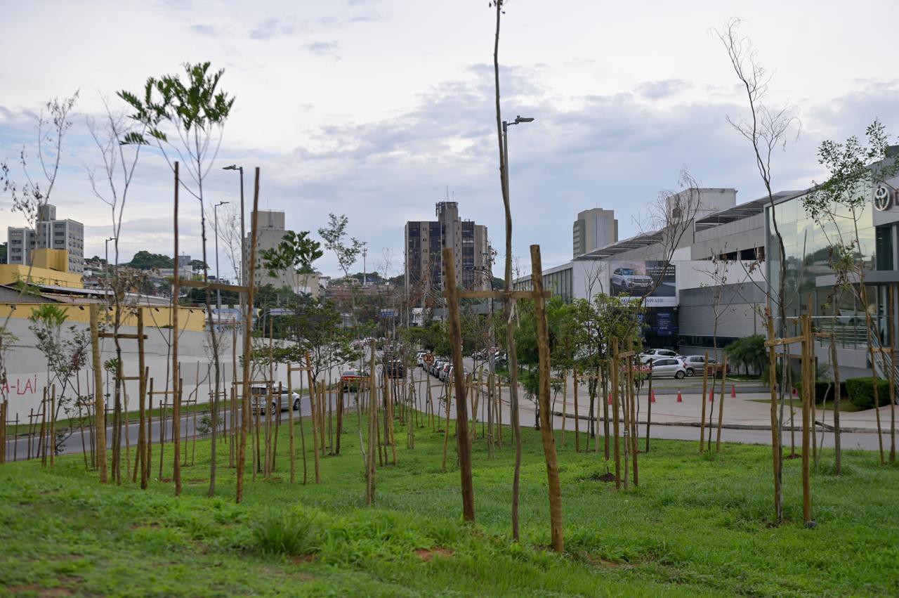 A PBH afirma que, até outubro, plantou mais de 20 mil árvores no município