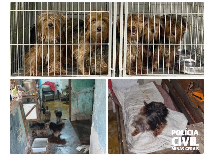 Alguns dos cães apresentavam sinais de doenças de pele