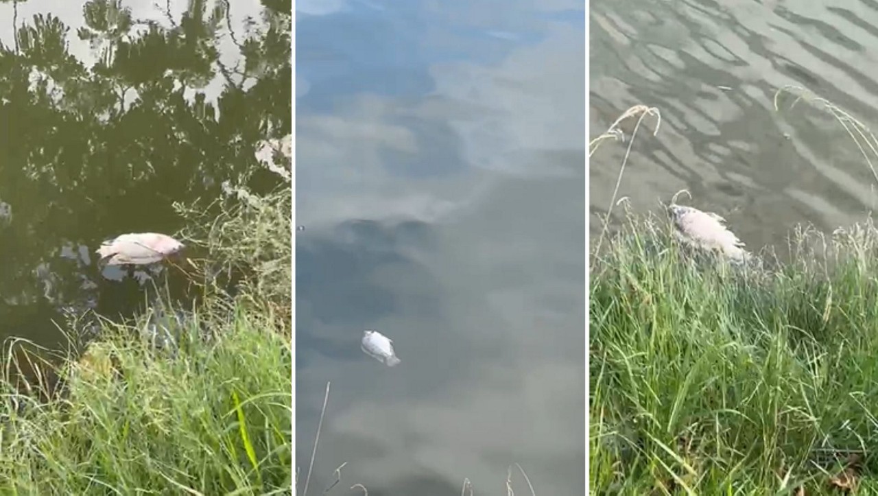Peixes foram encontrados mortos na Lagoa da Pampulha na manha desta terça-feira (29)