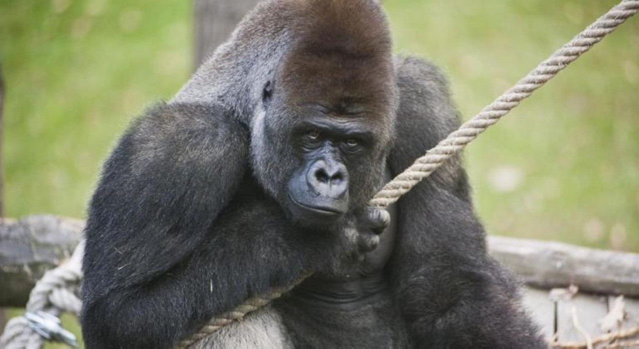 Gorila tem 27 anos e ainda não possui filhotes; animal veio da Hungria
