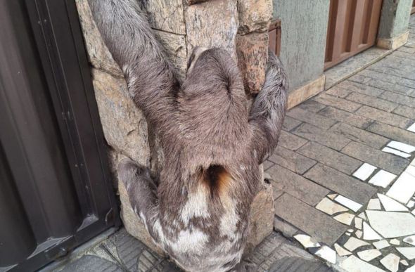 Bicho-preguiça escalando o muro de uma casa em Ubá 