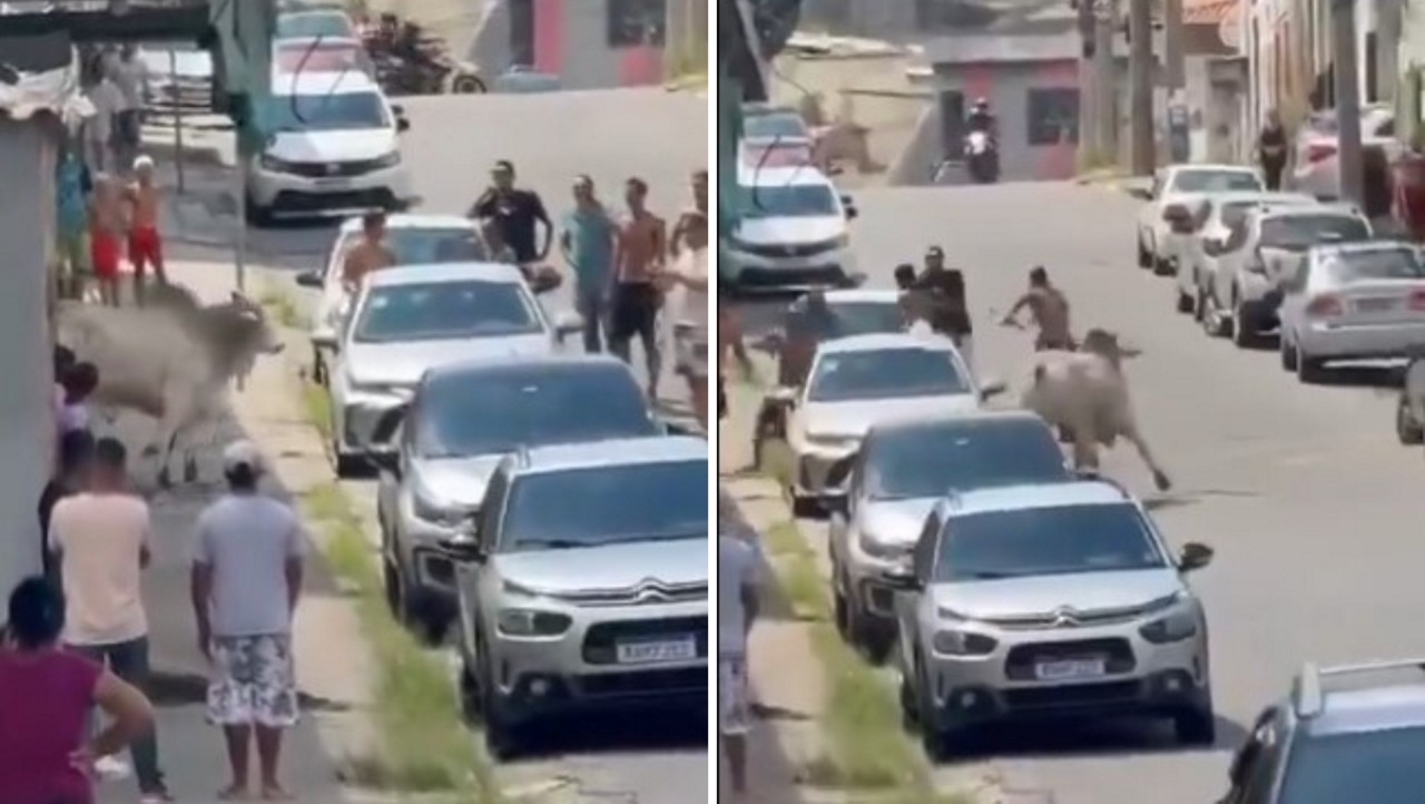 Boi foi abandonado no Anel Rodoviário na noite de ontem e continua solto 