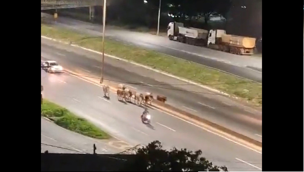 Vídeo que circula nas redes sociais mostra os animais correndo pela pista
