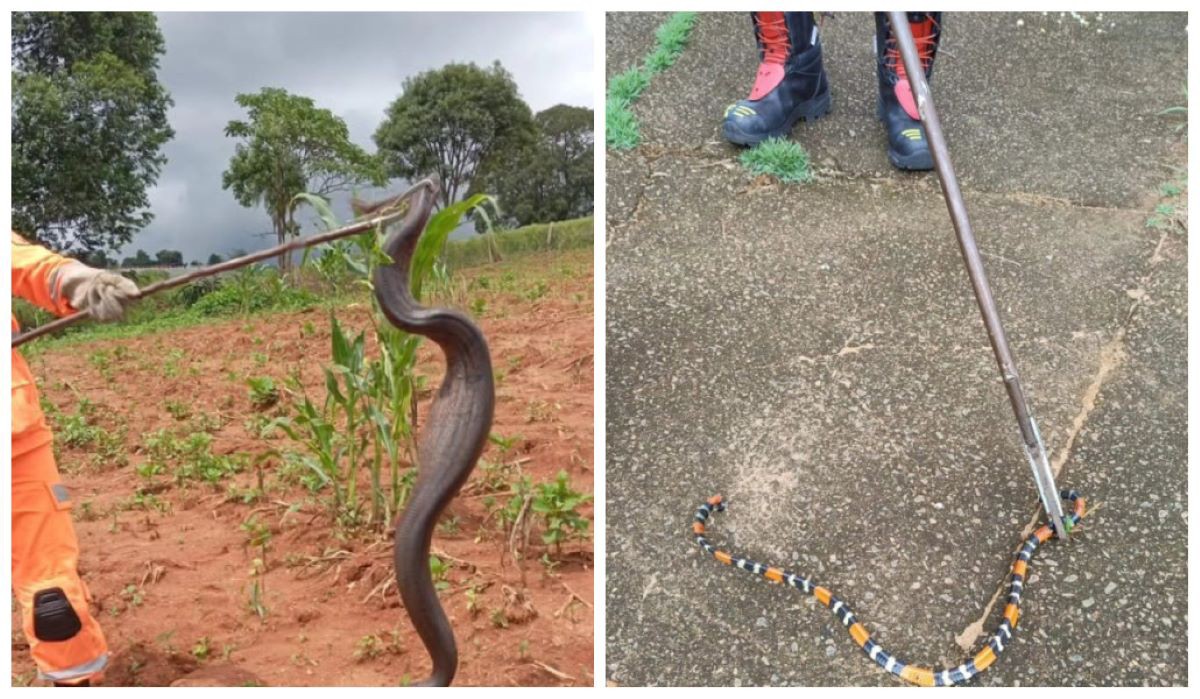 Jiboia e cobra coral foram capturadas e soltas em áreas de mata de Guaxupé