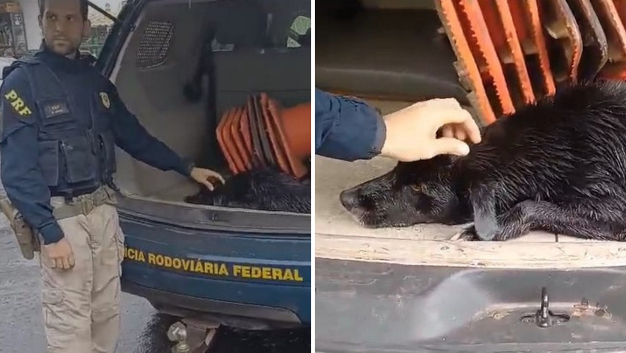 Cadela recebeu o nome de 'Guta', em homenagem ao agente Augusto, que realizou o resgate